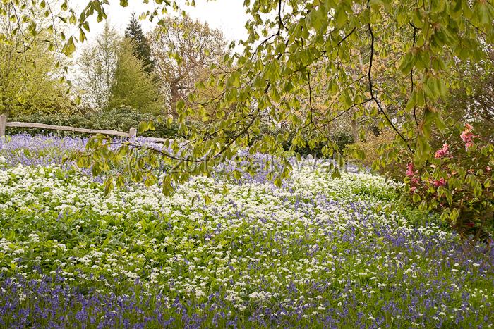 bluebells & garlic.jpg - Wild garlic growing among bluebells on a bnak under a chestnut tree